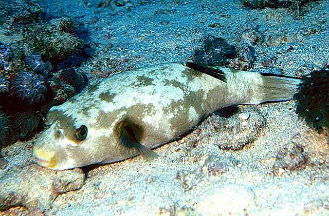 Arothron immaculatus (Pesce palla immacolato)